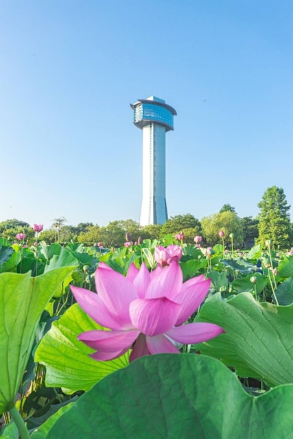 [画像1]何百年の歴史を持つ蓮こちらは、埼玉県にある　　　　　　　　　「古代蓮の里」毎年6月頃に見頃を迎えます。国内最大級であり、田んぼアートもこちらです。朝日が登る前に花を咲かせるので早朝でも多く人が集まりま