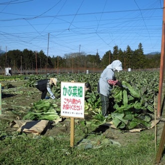 [Image2]◆ Gensuke turnip vegetable harvesting experience & pickling experience ◆When it comes to pickled veg