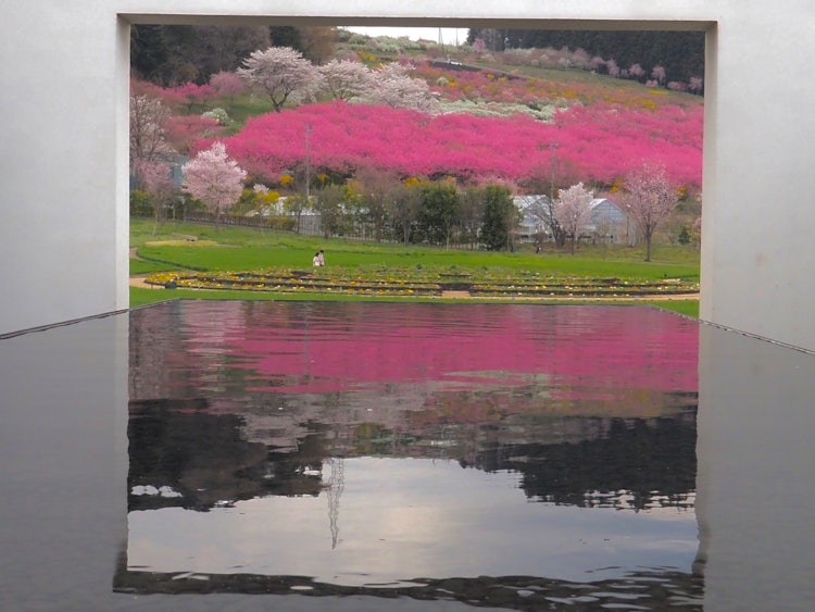 [画像1]花桃が満開と聞いて群馬県中之条町の中之条町ガーデンズまで撮影ドライブ。花桃と桜が見事に満開！ 桜色🌸桃色🍑同じピンク色ですがそれぞれの個性が表現された呼び方、写真でそんな色彩を撮ってみました。