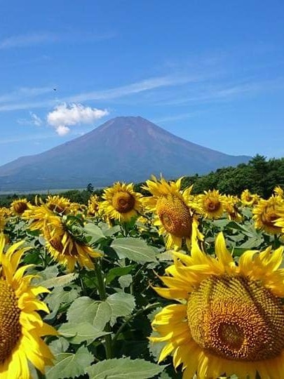 [画像1]富士山 山中湖近くの花の都公園のひまわり