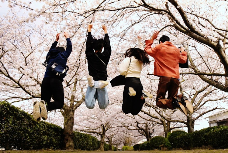 [이미지1]촬영 장소: 에히메현 이마바리시 소자가와 강만개한 벚꽃과 젊은이들