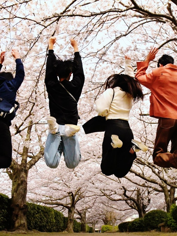 [画像1]撮影場所：愛媛県今治市の蒼社川（そうじゃがわ）満開の桜と若者たち