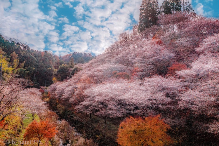[이미지1]제철 벚꽃과 가을에 피는 단풍의 조화♬미래 세대를 위해 보존될 일본의 경치입니다.오바라 마을, 도요타 시, 아이치(현)