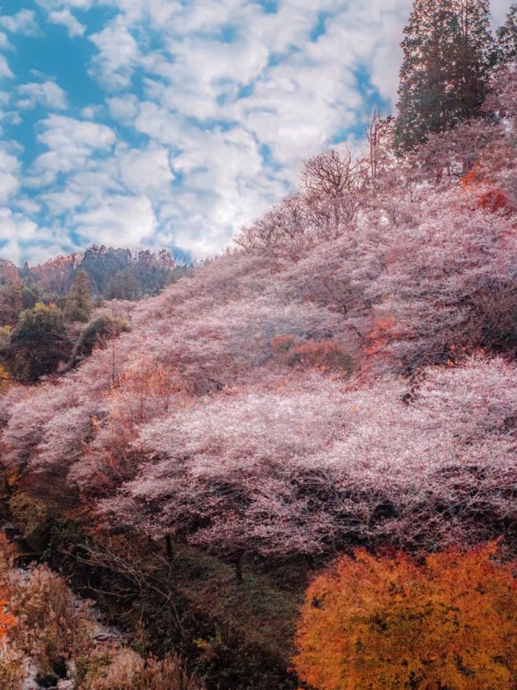 [画像1]秋に咲く四季桜と紅葉のハーモニー♬後世に残す日本の勝景です。愛知県豊田市小原村