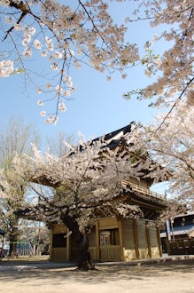 [画像1]加須市の不動岡不動尊の桜です。桜吹雪も綺麗でした。お気に入りの花見スポットです。