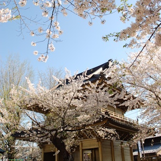 [Image1]It is the cherry blossom of Fudooka Fudoson in Kazo City.The cherry blossom blizzard was also beauti