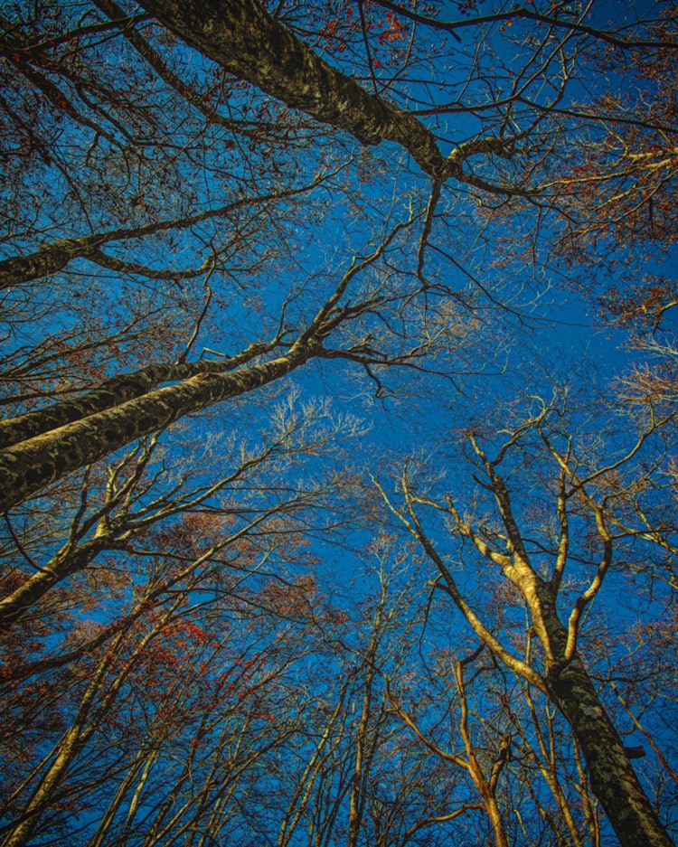 [相片1]广岛县庄原市广岛县立森林（广岛的推荐景点）#希巴山　#广岛县立森林 树叶落在山顶附近，但当我抬头看时，树木似乎伸向天空，我觉得这是😊艺术这是一张好照片，但我试图记录下我想😊深呼吸的那一刻