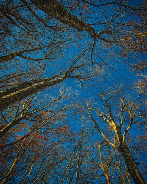 [画像1]広島県　庄原市　ひろしま県民の森(広島県のおすすめスポット)#比婆山　#ひろしま県民の森 山頂付近は葉も落ちてましたが見上げると木々が空に向かって手を伸ばすようでアートに感じました😊どーでもいい写真で