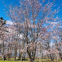 [画像2]音更町の桜の名所、鈴蘭公園の様子です。満開まではあと少しですが、夜桜のライトアップも始まっています！季節の変わり目で風が強く冷たいですが、春はもうすぐそこです。