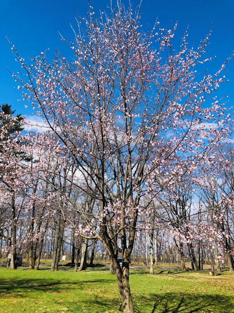 [Image2]This is a famous cherry blossom spot in Otokura Town, Suzuran Park.It's almost time to be in full bl