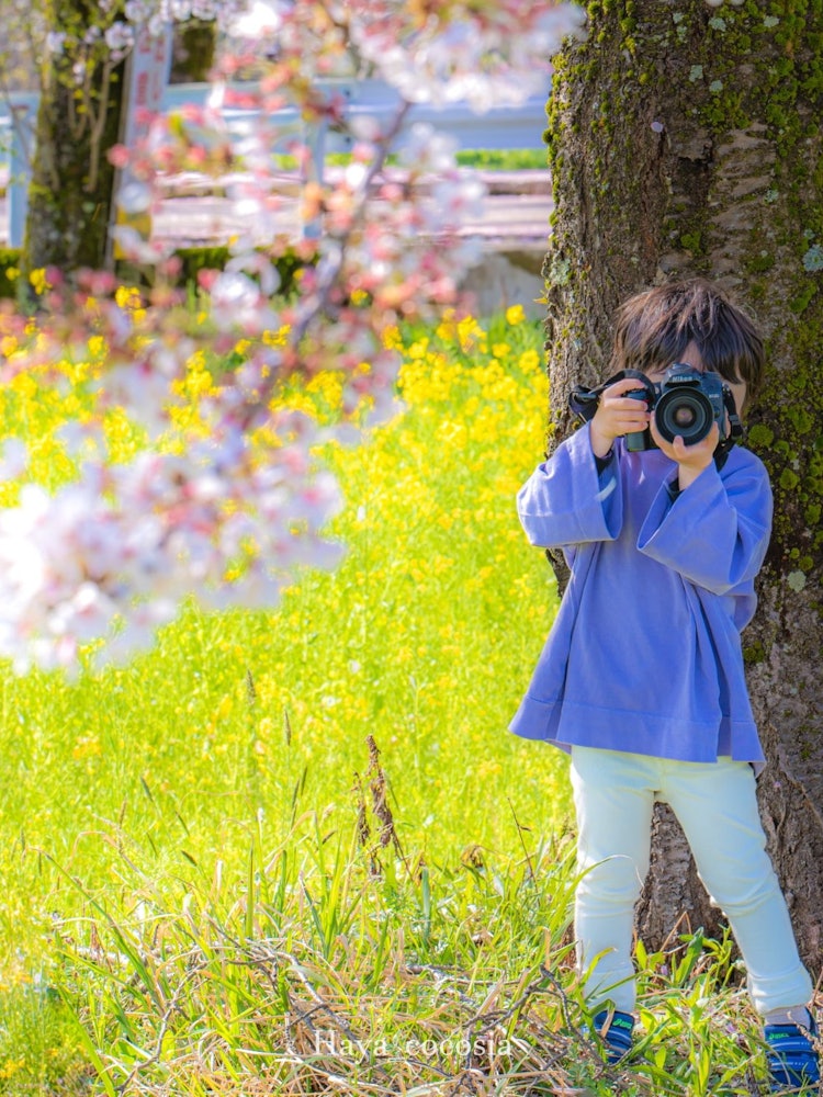 [Image1]Kanazawa, Ishikawa4-year-old son 📸 taking pictures of cherry blossomsThe duet of rape blossoms and c