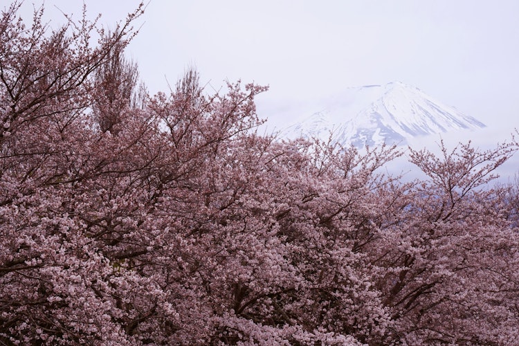 [이미지1]후지산과 벚꽃.일본에서 솟아나다 요리의 필수품입니다.가와구치 호수 주변에서는 다른 나라에서 온 많은 사람들이 일본의 솟아나다 즐기고 있었습니다.촬영지: 야마나시현 미나미쓰루군 후지