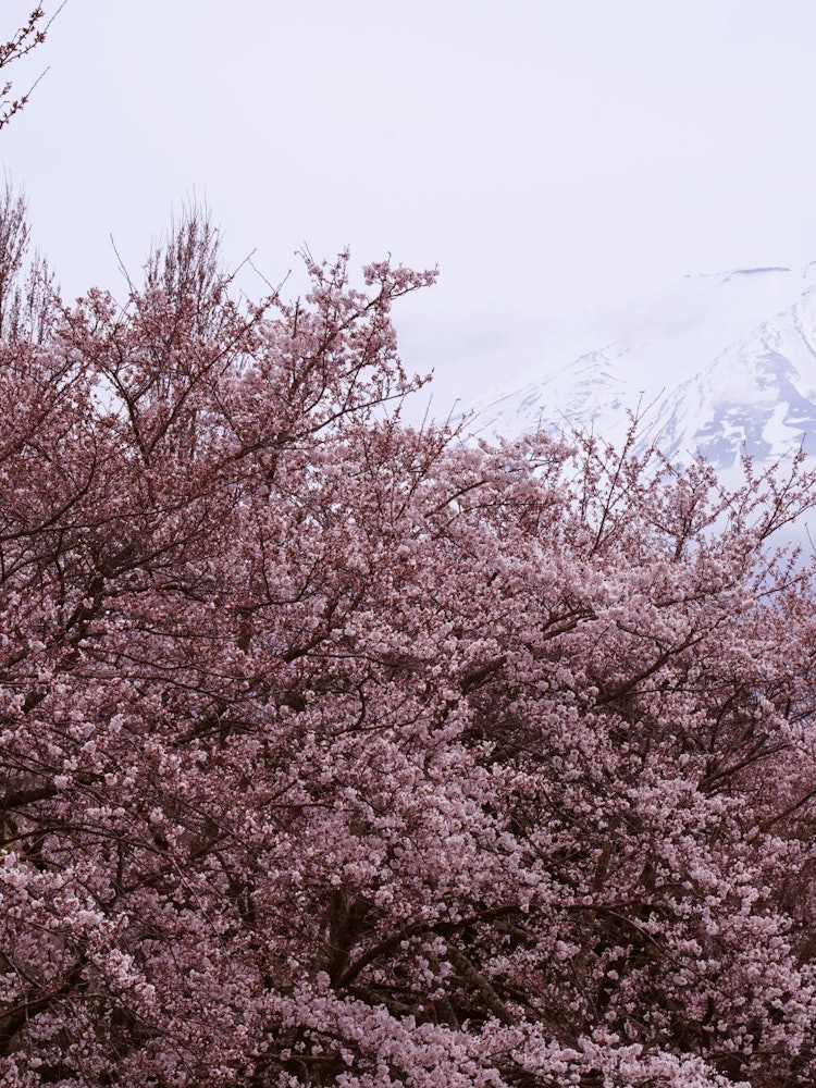 [Image1]Mt. Fuji and cherry blossoms.It's a staple of spring in Japan.In the area around Lake Kawaguchi, man