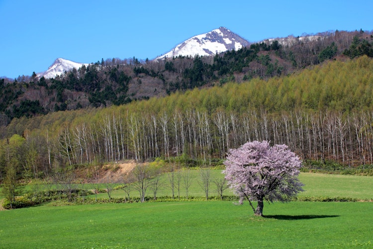[相片1]#隱藏的寶石 #攝影比賽一本櫻一棵櫻花樹在富良野盛開，綻放得黯淡無比