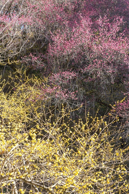 [画像1]蝋梅と寒紅梅のコラボこちらは、群馬県にある群馬フラワーハイランドで撮影した1枚です。 蝋梅や寒紅梅はこの時期に見頃を迎え、河津桜よりも少し早く春を楽しむことが出来る花です。見頃は、これからなのでぜひ訪