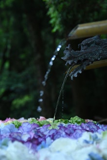 [画像1]先日、日吉大社にて花手水を撮りに行きました。花手水を見るのは初めてでしたがとても美しかったです。