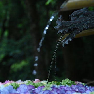 [画像1]先日、日吉大社にて花手水を撮りに行きました。花手水を見るのは初めてでしたがとても美しかったです。