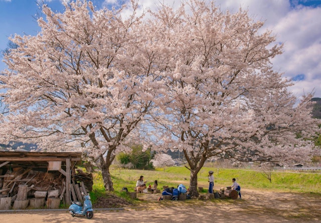 [Image1]Couple cherry blossoms in Yamazaki-cho, Shiso City, Hyogo Prefecture Under these two cherry trees, t