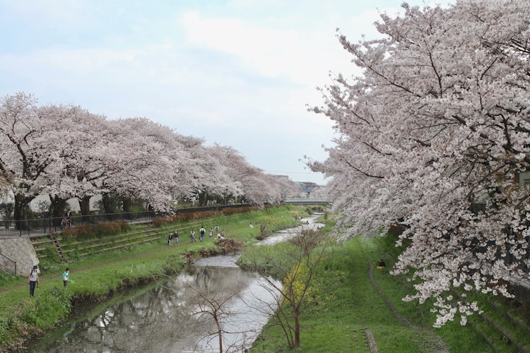 [Image1][Shooting location] Nogawa, Chofu City, TokyoYou can enjoy cherry blossom viewing in Nogawa.