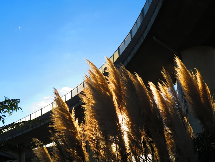 [Image1]Pampas grass growing under highway interchanges. Bathed in the setting sun, it turned even more gold