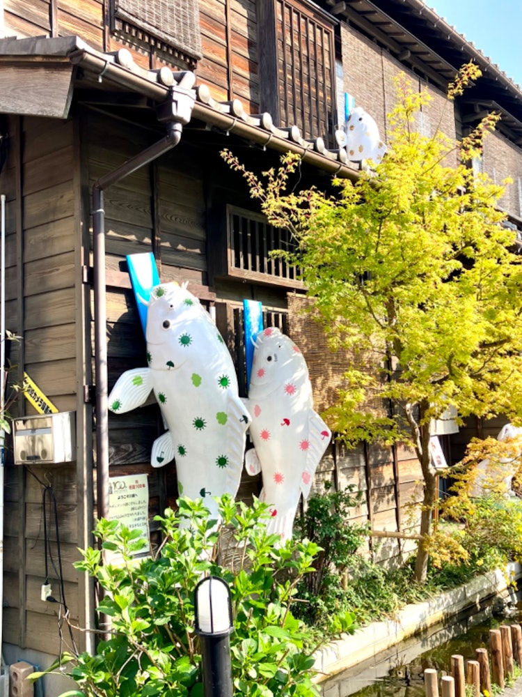 [Image1]When I went to Kawagoe, there was a carp object in the building! It was a cute carp!