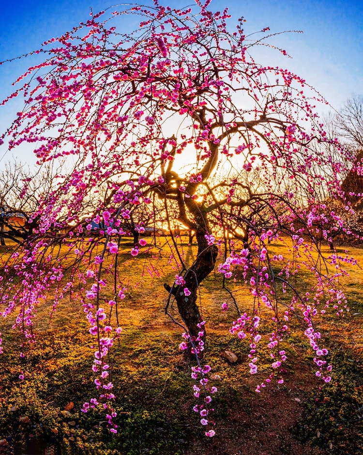 [相片1]冈山市东区的神崎梅园位于神崎町的一座名为有乐山的山丘上，与相邻的神崎两口一起，有大约500棵20多种梅树，您可以欣赏红梅，白梅和垂枝梅。