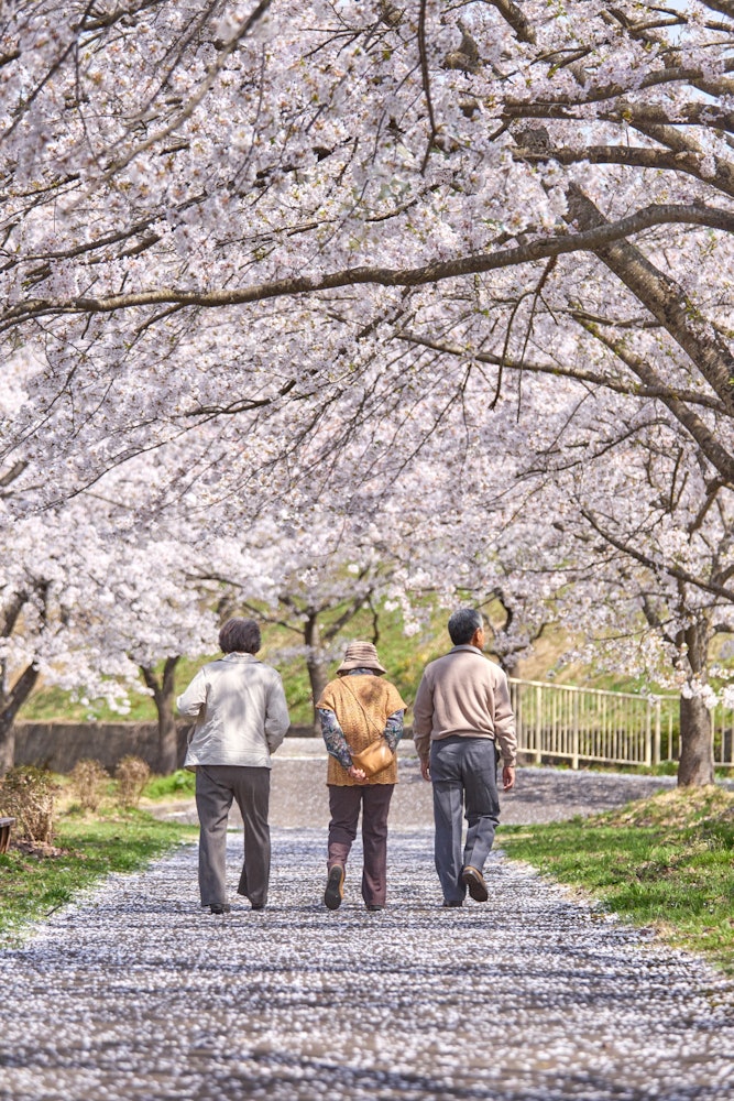 [相片1]在秋田县北北市的阿尼河公园。东北有很多地方以美丽的樱花而闻名，但这里也有壮丽的樱花树。在群山环绕的宁静乡村小镇，您可以一边欣赏樱花，一边聆听河流流淌的声音。著名的景点很好，但在人不多的安静地方看到的樱