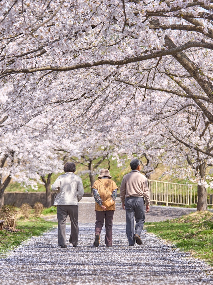 [画像1]秋田県北秋田市の阿仁河川公園にて。東北は桜が綺麗で有名な場所がとても多いですが、ここも見事な桜並木が続いています。山に囲まれた長閑な田舎町で、川の流れる音を聞きながら桜を楽しめます。有名スポットもいい