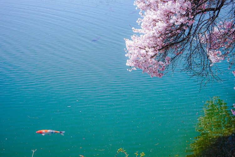 [画像1]長野県伊那市美篶(みすず)笠原の「六道の堤の桜」2022年4月10日に撮影しました。高遠城址公園に比べて人が少なくゆったりとした時間を過ごせます。桜並木と青々した池、雪化粧の駒ヶ岳を見ることができます