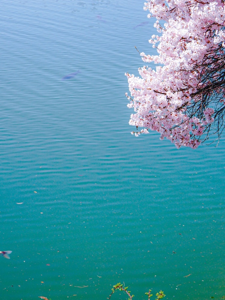 [相片1]长野县稻市笠原美铃的《六路岸边的樱花》这张照片拍摄于 2022 年 4 月 10 日。与高园城迹公园相比，人少，您可以度过轻松的时光。您可以看到一排排樱花树，郁郁葱葱的池塘和白雪皑皑的驹岳。这张照片的