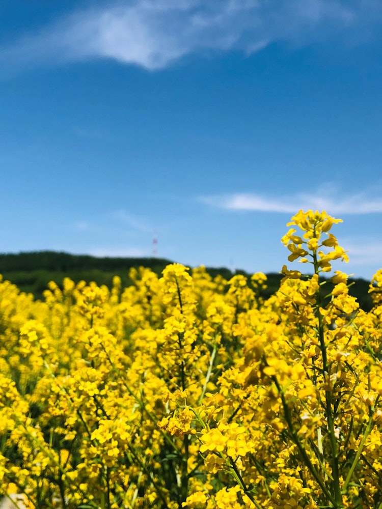 [Image1]When I took a walk around the Tokachigawa Onsen Guide Center, I saw a lot of rape blossoms in bloom.