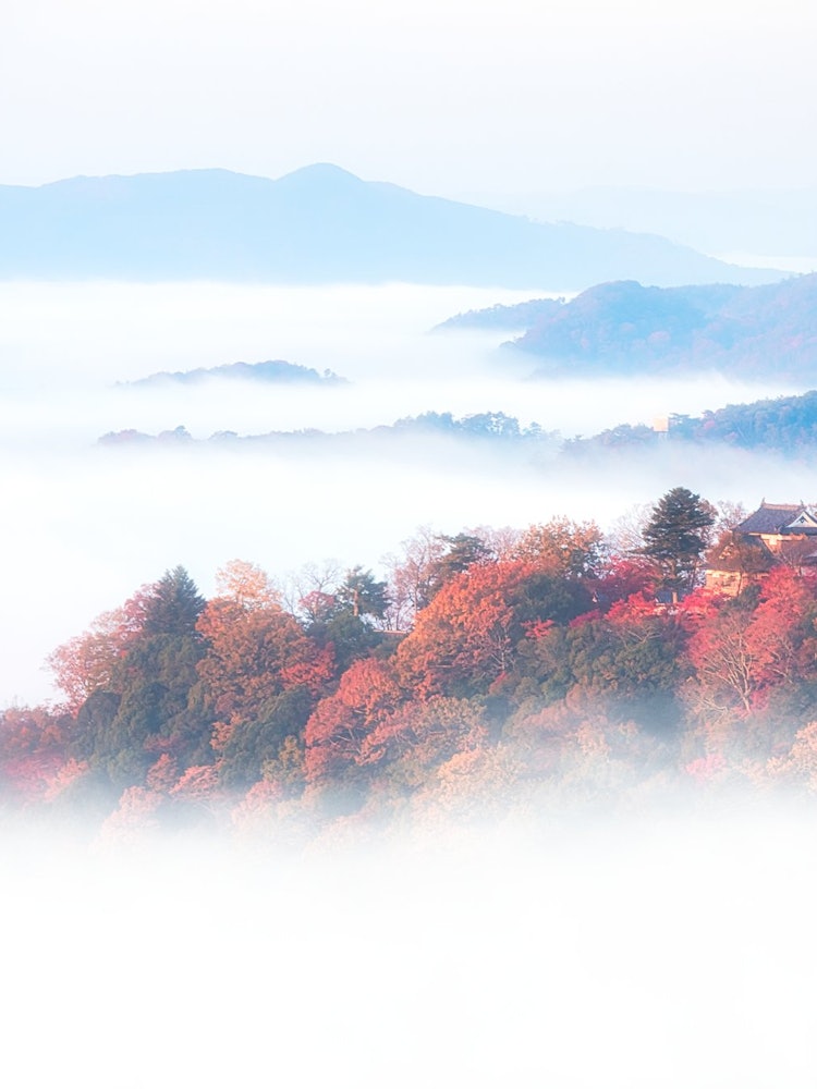 [Image1]Autumn of JapanCastle in the Sky Binchu Matsuyama Castle and Autumn LeavesSurrounded by a sea of clo
