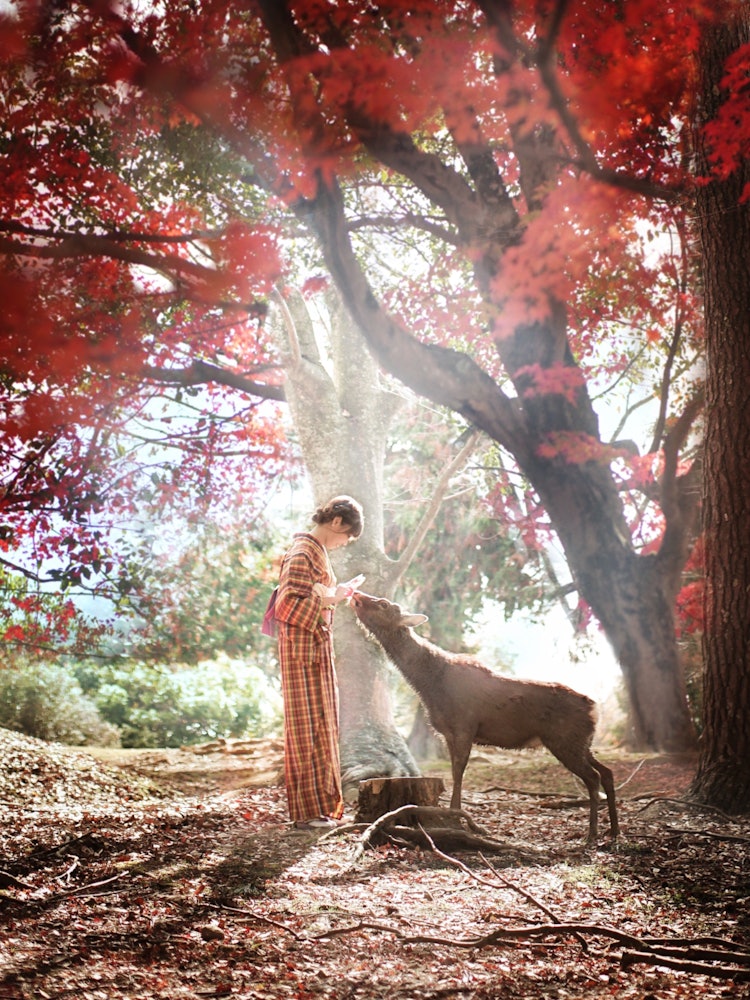 [이미지1]나라・나라 공원히비노 지역귀여운 사슴과 함께 단풍을 즐겼습니다