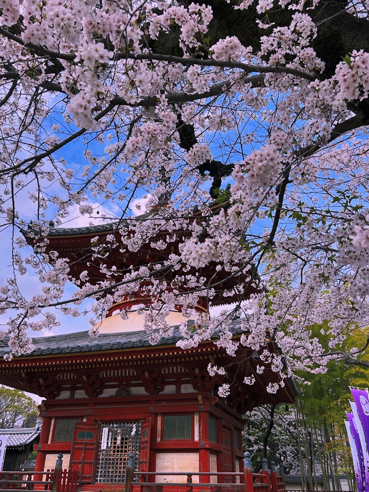 [Image1]Photographed 4/8/24.It is the five-storied pagoda and cherry blossoms of Kita-in. 🌸
