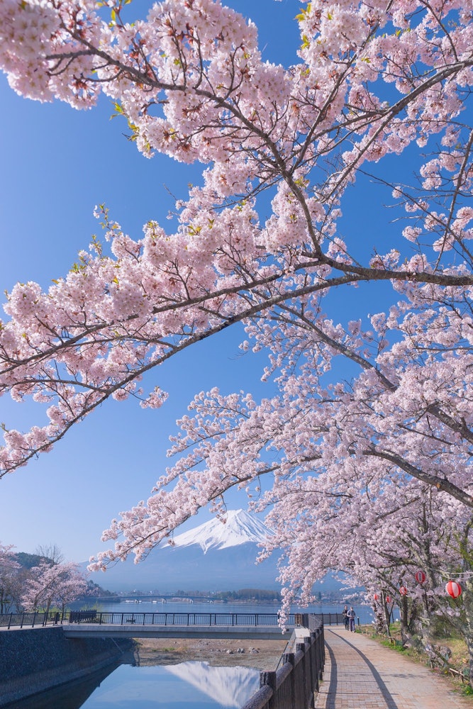 [相片1]倒置的富士山和樱花从河口湖的北岸，您可以欣赏到100棵樱花树，背景是雄伟的富士山和湖面，是一个绝佳的拍照景点。 沿着湖岸的一排排樱花树漫步，观赏樱花也很特别。河口湖、富士河口湖、山梨县