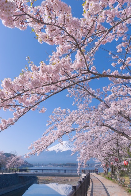 [画像1]逆さ富士山と桜河口湖北岸からは、雄大な富士山と湖面をバックに100本の桜が楽しめ、絶好の撮影スポットとなっている。 湖岸の桜並木を散策しながらの花見も格別だ。山梨県富士河口湖町河口湖