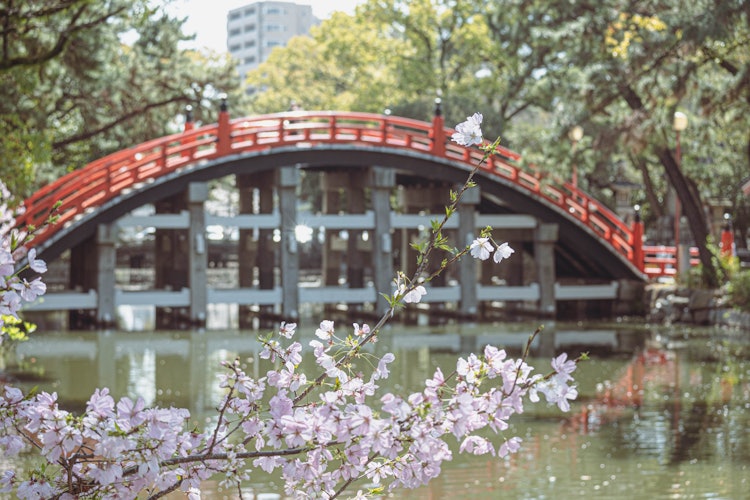 [相片1]這是大阪的住吉大社，櫻花盛開。紅色拱橋是一個著名的地方，也出現在川端康成的作品中。