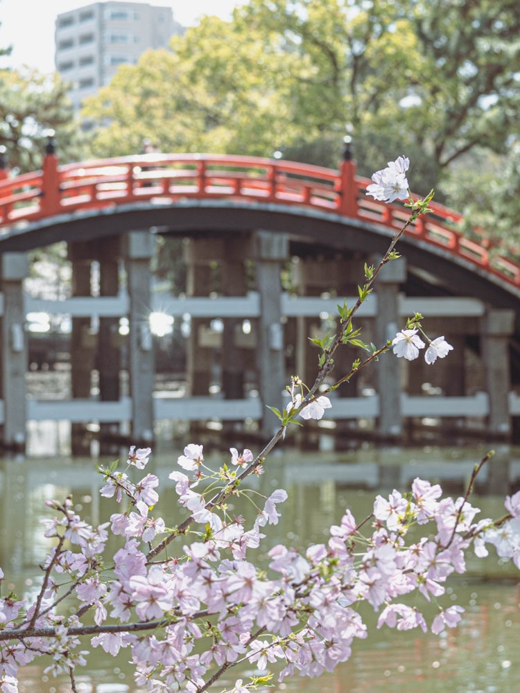 [Image1]It is Sumiyoshi Taisha Shrine in Osaka where cherry blossoms are in full bloom.The red arched bridge