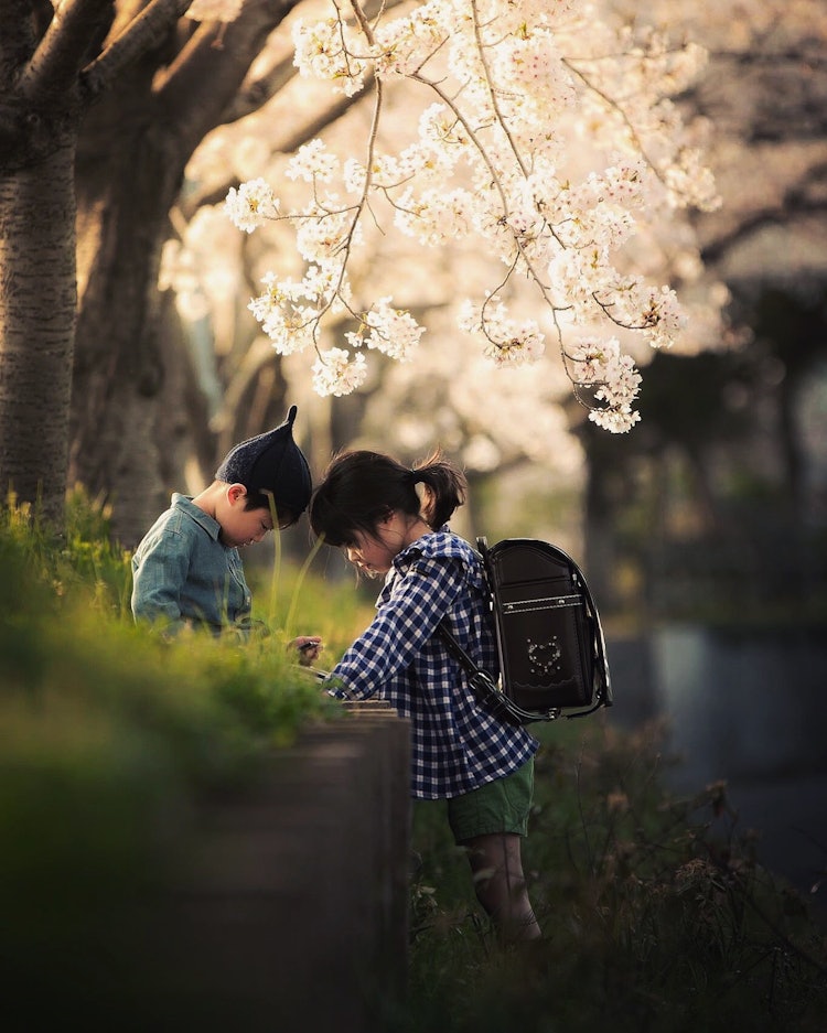 [相片1]櫻花吊燈 🌸