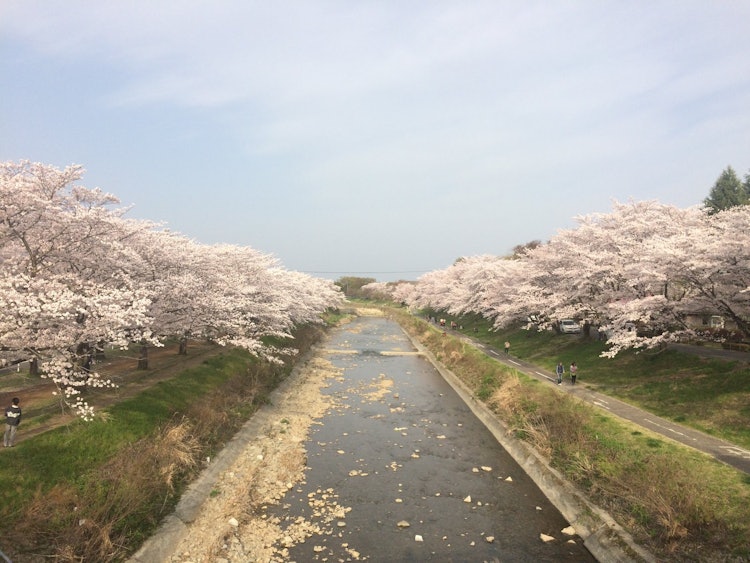 [이미지1]강을 따라 줄지어 늘어선 벚꽃 나무