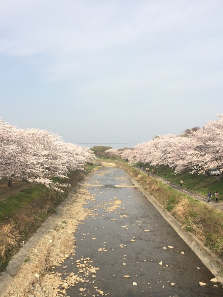 [相片1]沿河的一排排櫻花樹