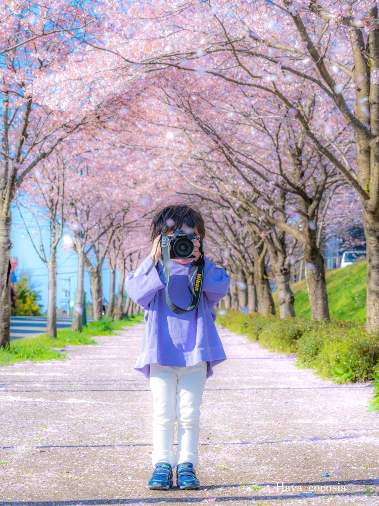 [Image1]Kanazawa, IshikawaPaping 📸 to dad in the cherry blossom tunnel with cherry blossom carpet dancing ch
