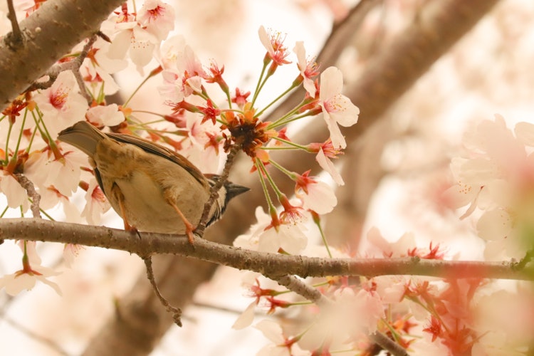 [相片1]麻雀聚集在櫻花樹上，帶著櫻花，所以我舉起了相機。 一切都在一起🥰.用相機跟隨小麻雀很有趣，認為它們做同一張臉的那一刻永遠不會再來了。