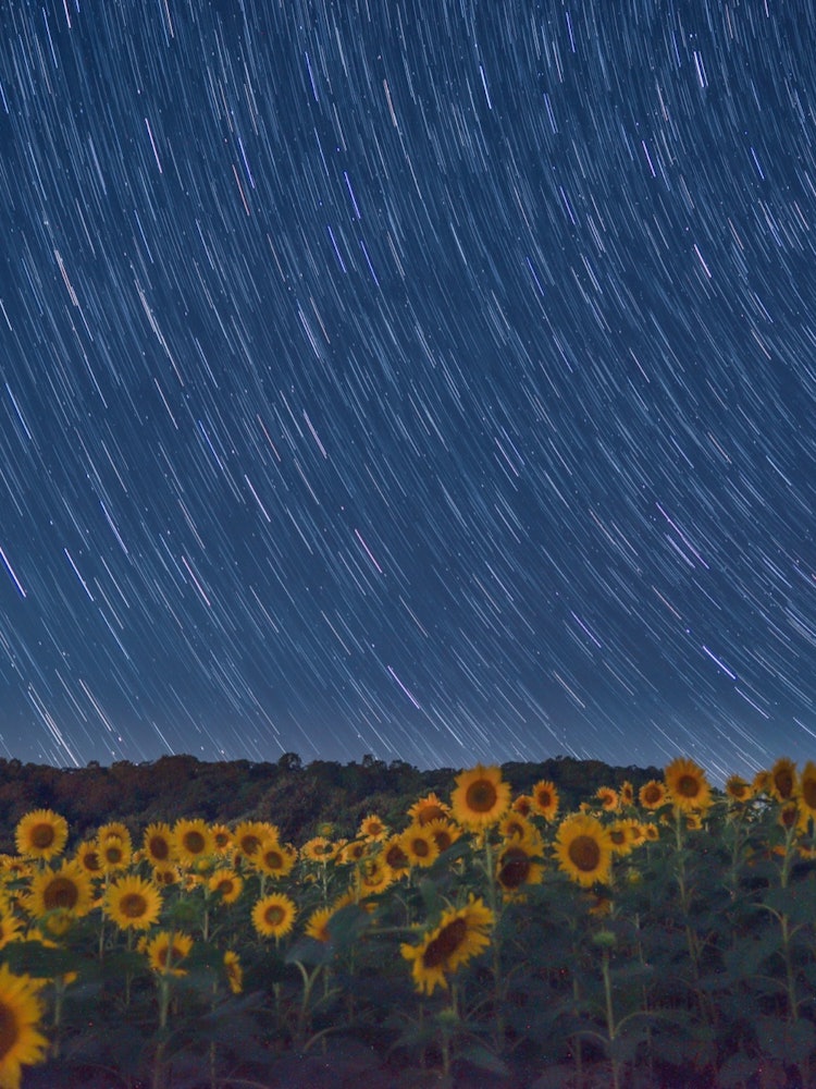 [Image1]Starry sky in the Sannokura sunflower field.You can also see the circumferential motion.