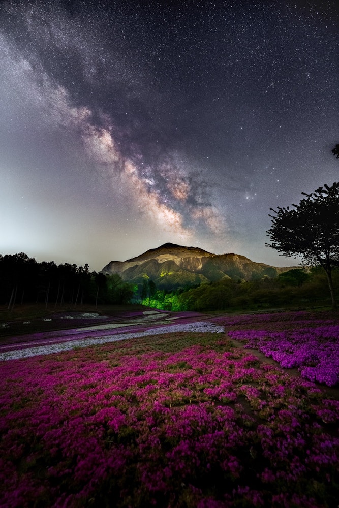 [相片1]📸 埼玉县瞳山公园的一件苔藓福禄考开始开花的时间与新月时期相吻合☺️。这是🙈🌌💐天空中的星星和地面上的苔藓福禄考之间的合作