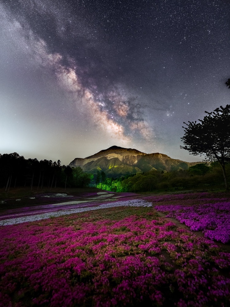 [画像1]埼玉県の羊山公園での一枚📸芝桜が咲き始めたタイミングと新月期が重なってくれました☺️空の星と地上の芝桜のコラボです🙈🌌💐