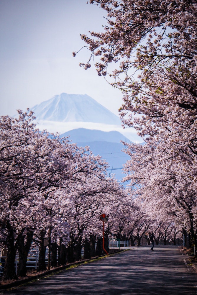 [Image1]A certain cherry blossom highway and Mt. Fuji on the Southern Alps Kai Line in Yamanashi Prefecture.