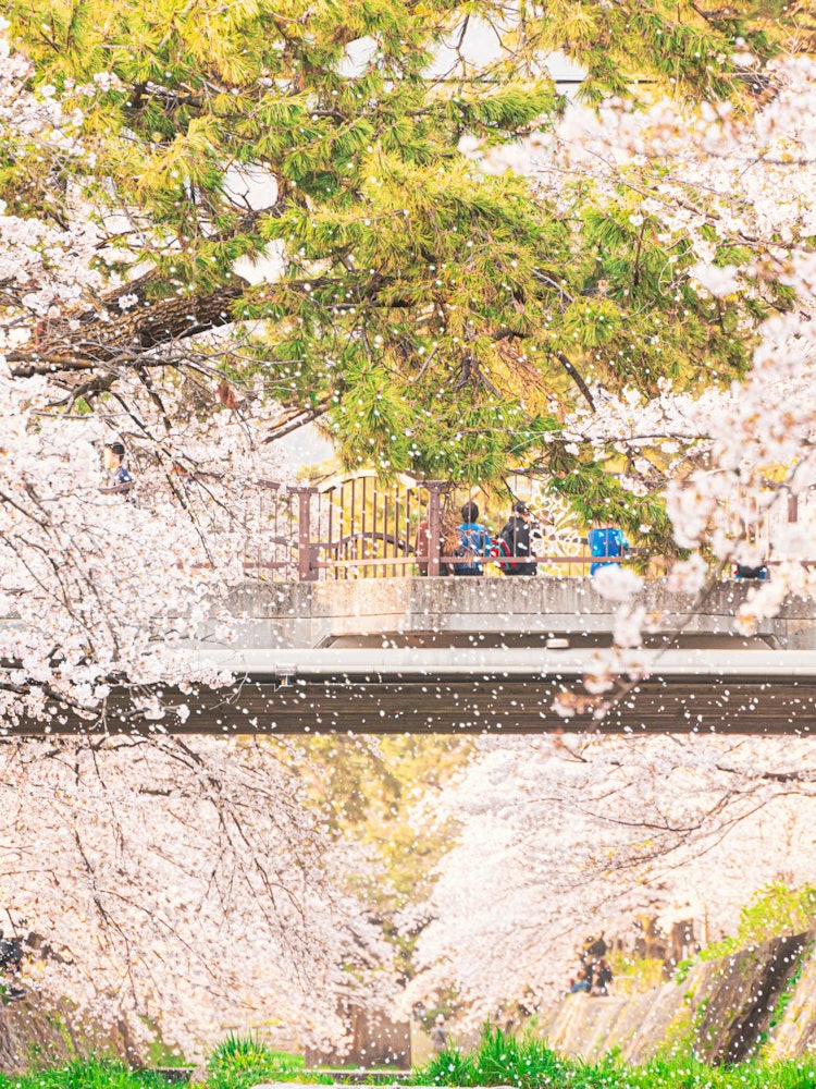 [이미지1]효고현 스쿠가와 공원의 벚꽃 가로수비교적 많은 사람들이 있었고, 우연히 강에서 다리를 건너는 사람들의 벚꽃을 촬영하면 엄청난 바람이 불어 벚꽃이 절묘한 타이밍에 흩어지고 눈처럼 매