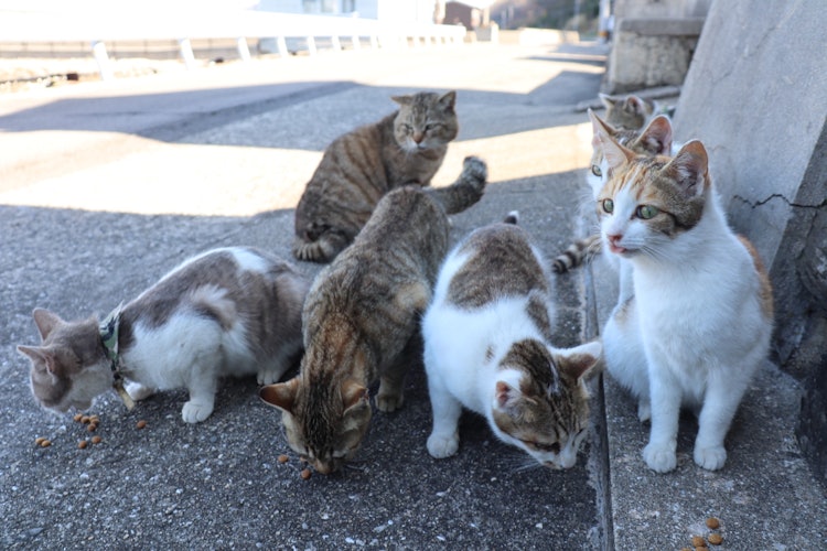 [相片1]濑户内海的偏远岛屿“佐那木岛”，属于香川县忠津町。著名的猫岛。