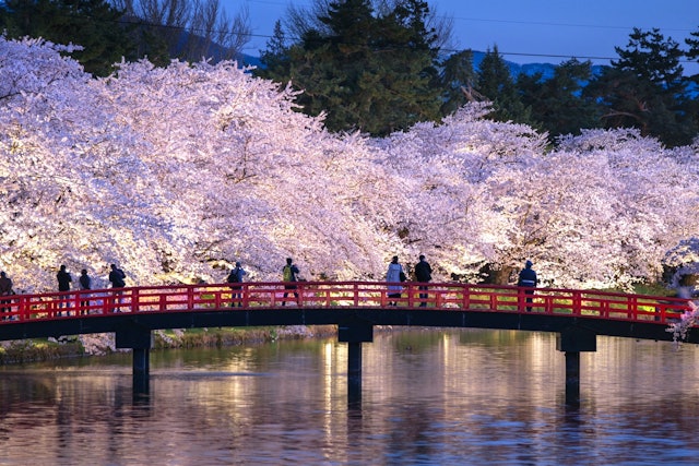 [Image1]弘前公園には、52種、約2,600本の桜が植えられており、「日本三大桜の名所」に数えられる桜の名所です。樹齢140年を超える弘前公園最長寿のソメイヨシノ、ライトアップされた夜桜、桜の花びらが濠一面を埋